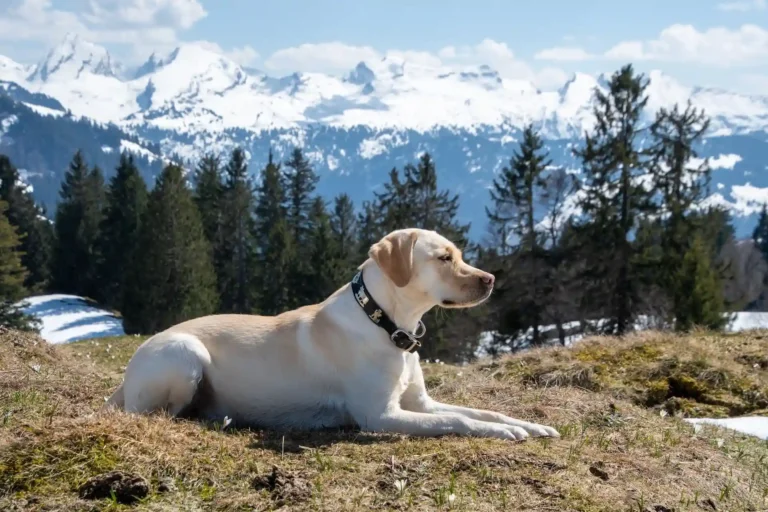 Labrador Retrievers: The Perfect Family Companion?