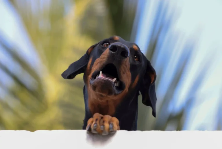 Best Brush for Doberman: 5 Grooming Picks