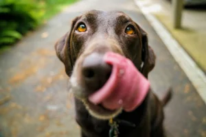 Can Dogs Eat Tapioca Boba? Pet Safety Facts