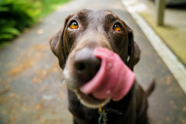 Can Dogs Eat Tapioca Boba? Pet Safety Facts