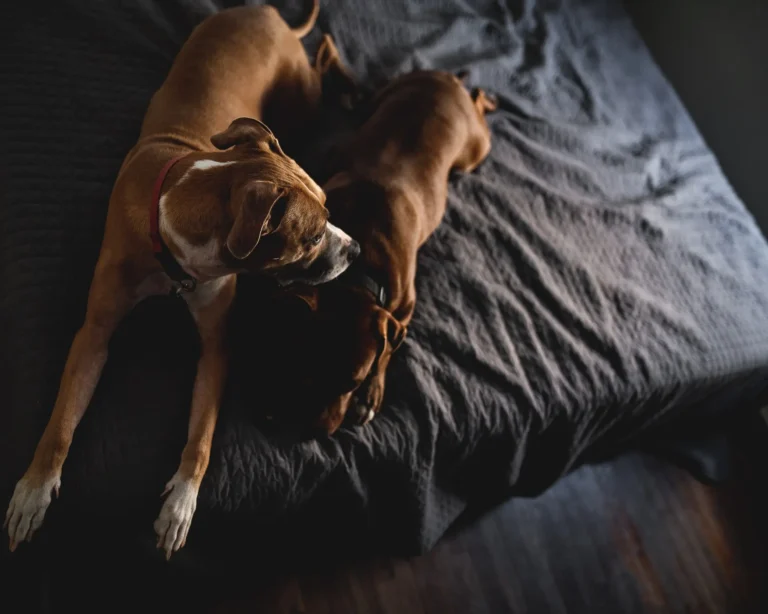 Can I Feed My Dog Beef Jerky? A Safety Guide