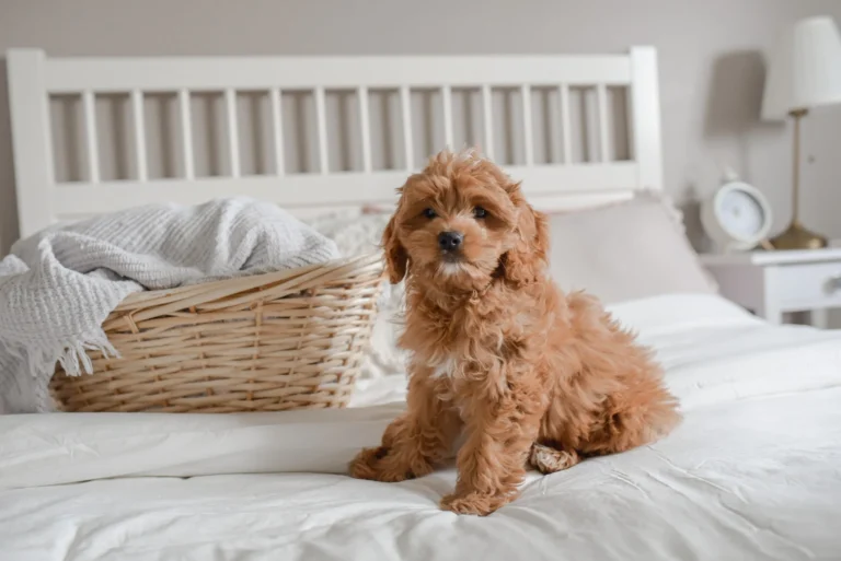 How Long After a Spay Can I Bathe My Dog?