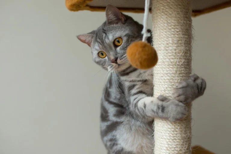 Best Cat Trees for Senior Cats: 5 Picks