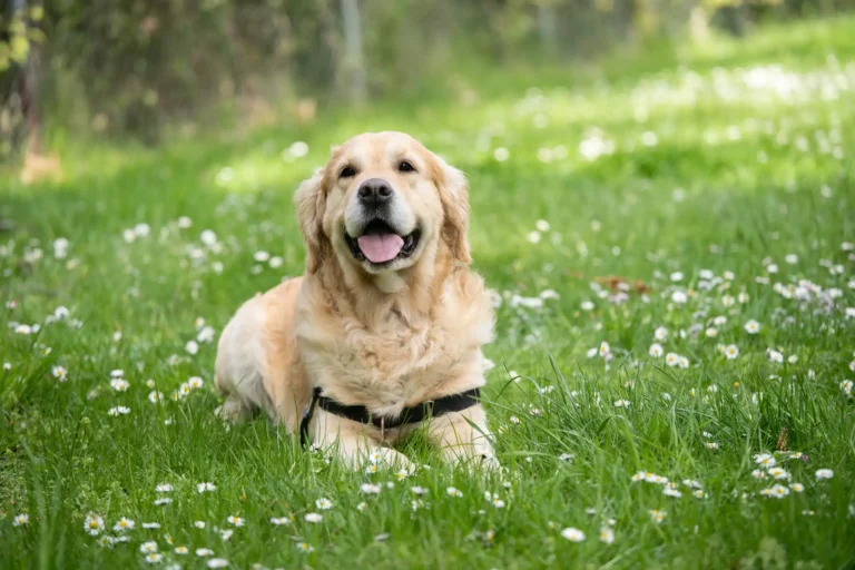 Best Harnesses for Labradors: 5 Top Picks
