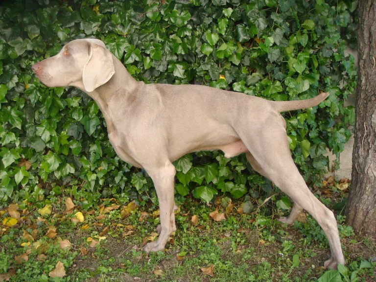 Weimaraner