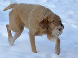 Wirehaired Vizsla