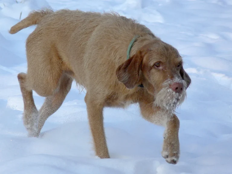 Wirehaired Vizsla