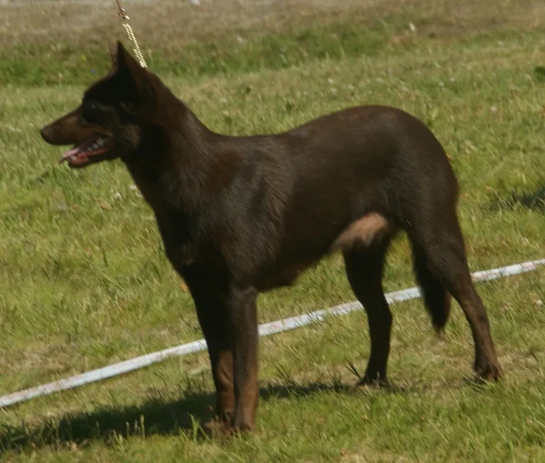 Working Kelpie