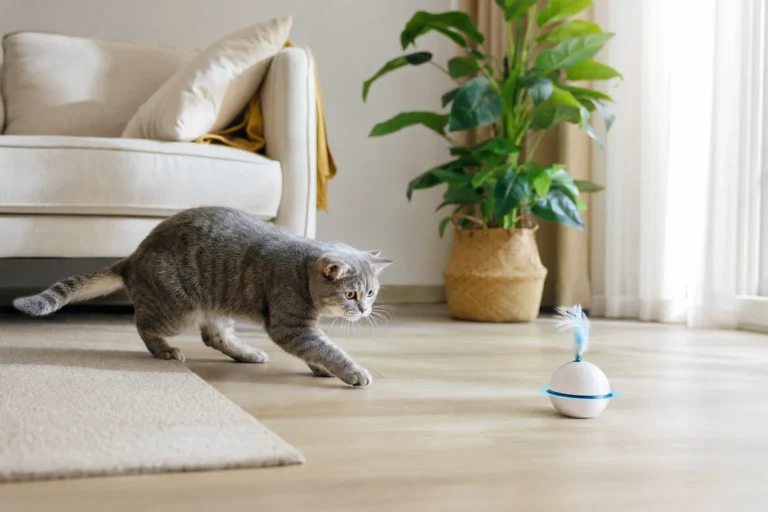 These Are the 10 Best Automatic Cat Toys for Indoor Cats – Ultimate Guide