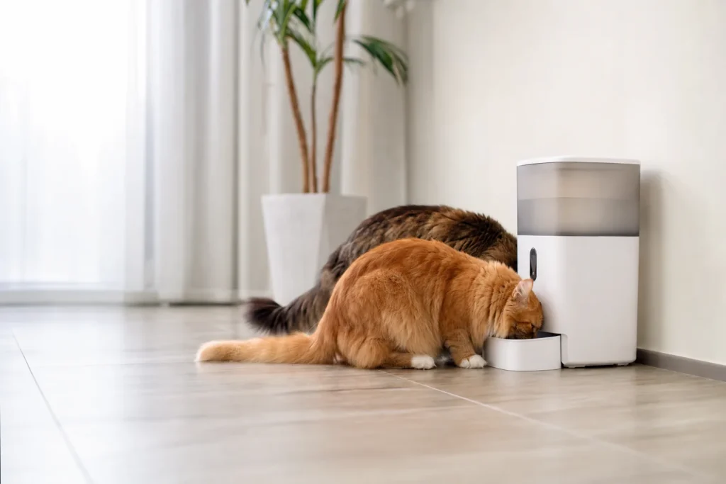 best automatic feeder for multiple cats