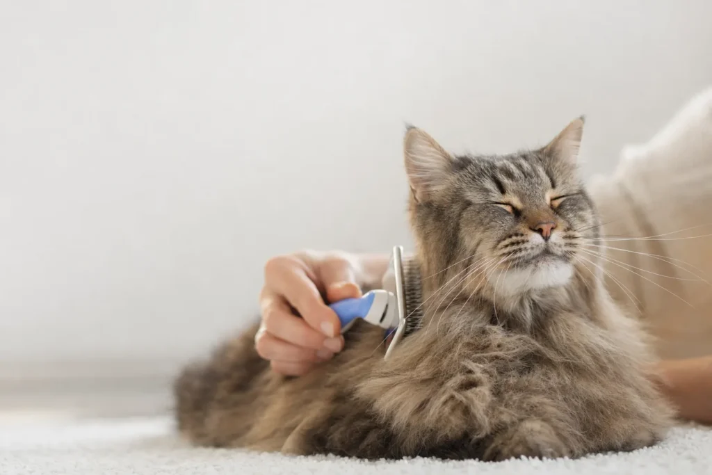 best brush for cats
