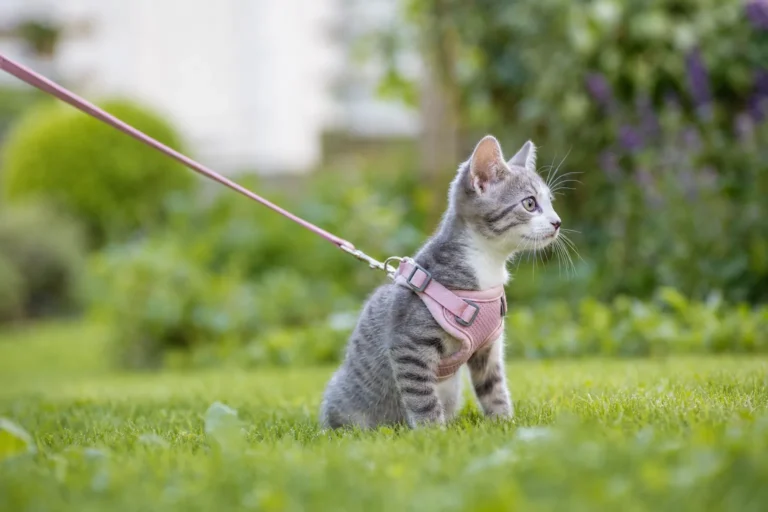 These Are the 7 Best Kitten Harnesses for Safe, Comfortable Walks – Ultimate Guide