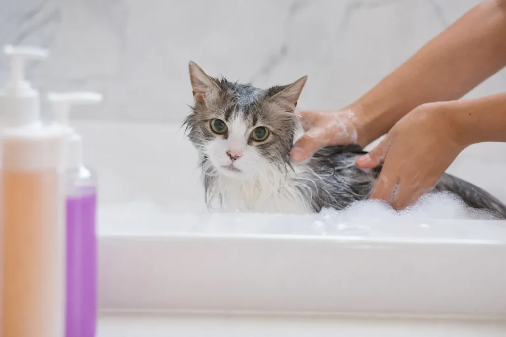 best shampoo for cats