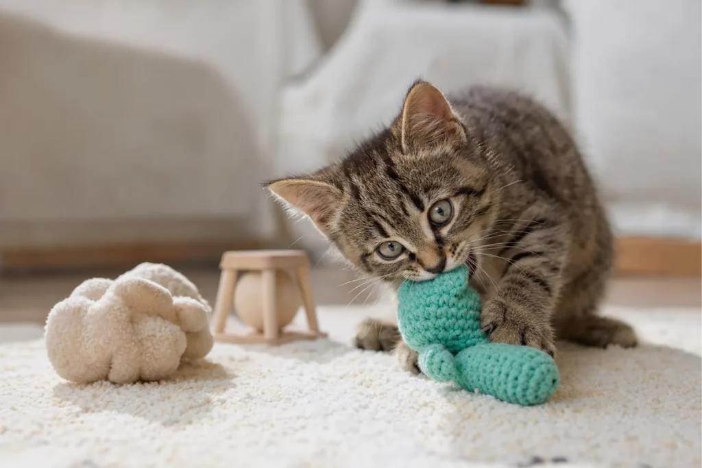 best toys for teething kittens